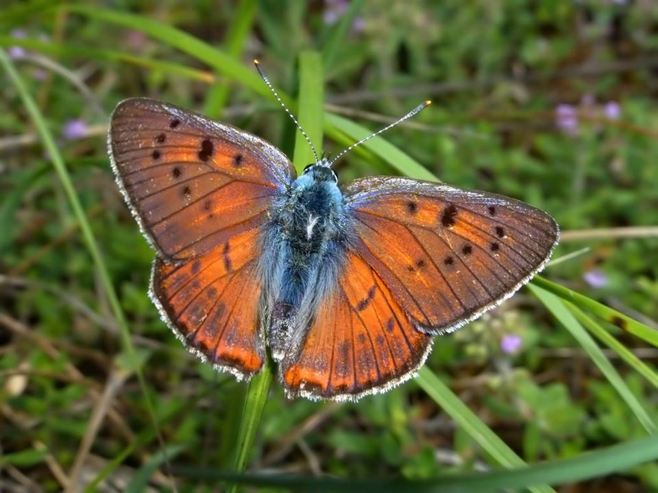 chi l''ha vista?? Lycaena alciphron